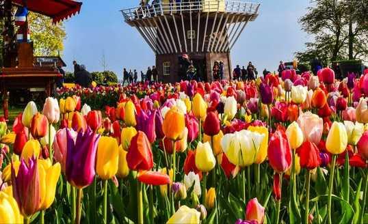 Makna Bunga Tulip Berdasarkan Warnanya